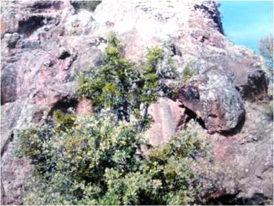 Meletios Kalesi / Mesudiye - Ordu