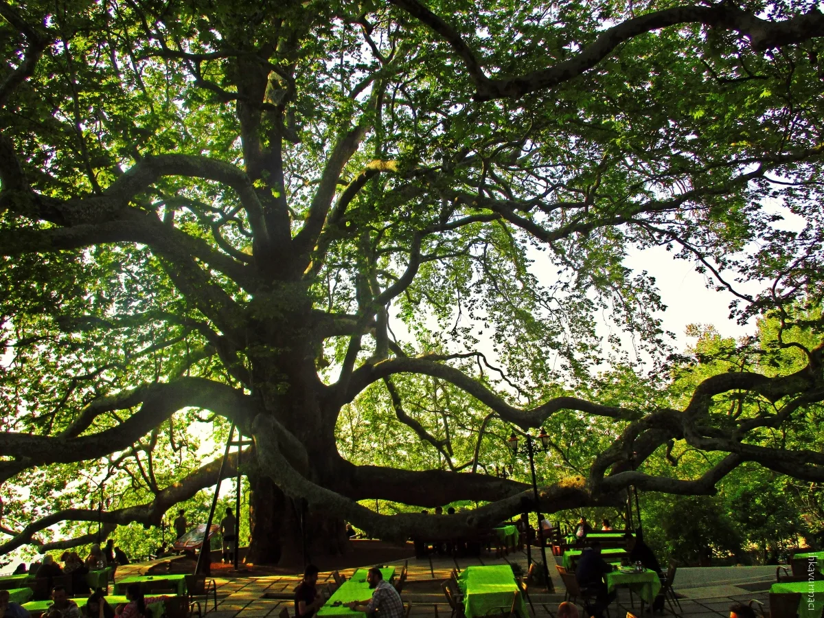 İnkaya Çınarı - Bursa