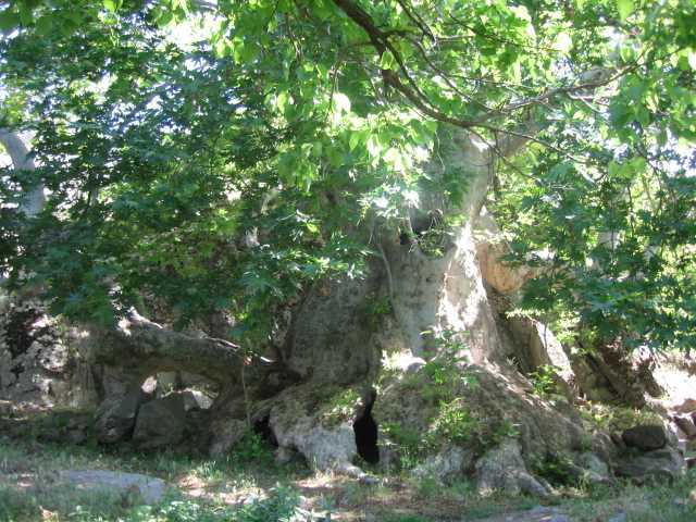 Anıt Çınar Ağacı - Tunceli