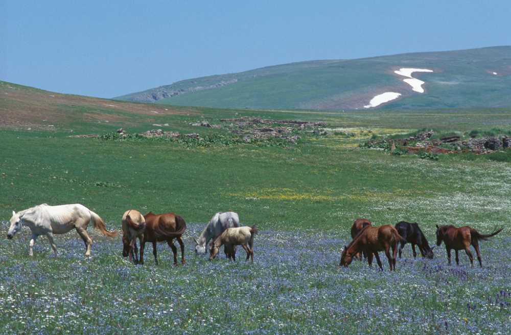 Sahara Karagöl Milli Parkı - Artvin