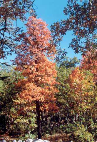 Yukarı Gökdere Kasnak Meşesi Tabiat Koruma Alanı - Isparta