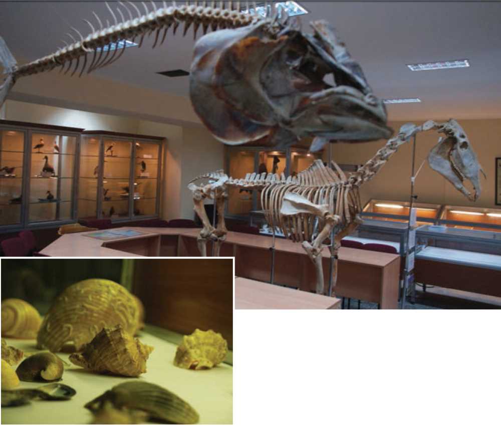 Esogü Zooloji Müzesi - Eskişehir