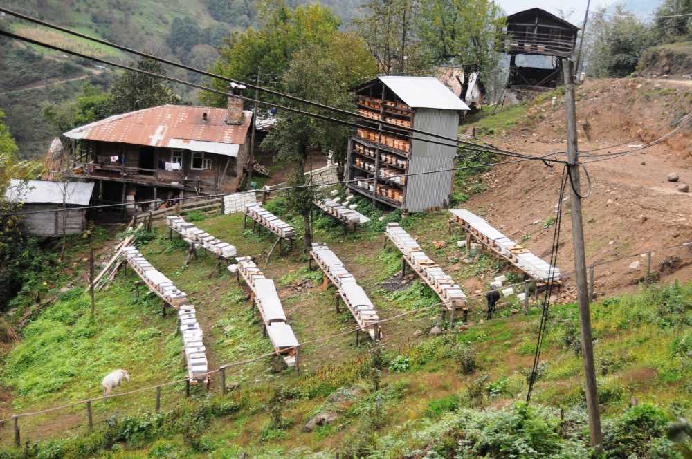 Camili Biyosfer Rezerv Alanı - Artvin