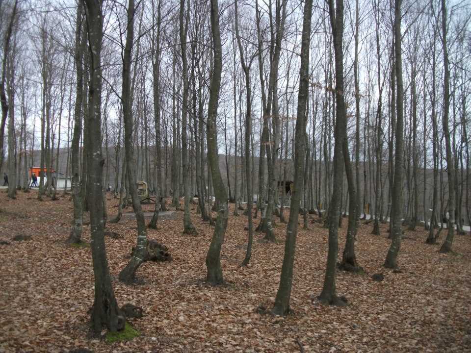 Selman Dede Mesire Alanı - Sakarya