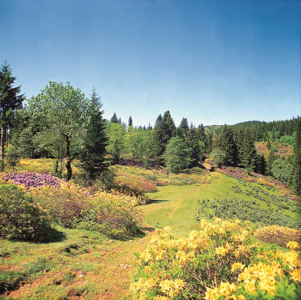 Paşakonağı Yaylası - Giresun