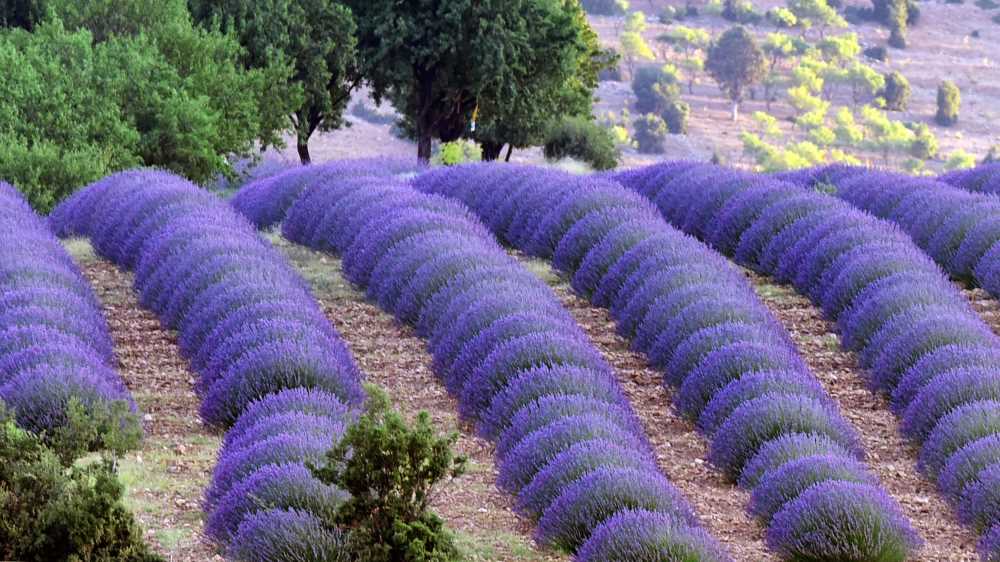Kuyucak Köyü Lavanta Tarlaları - Isparta