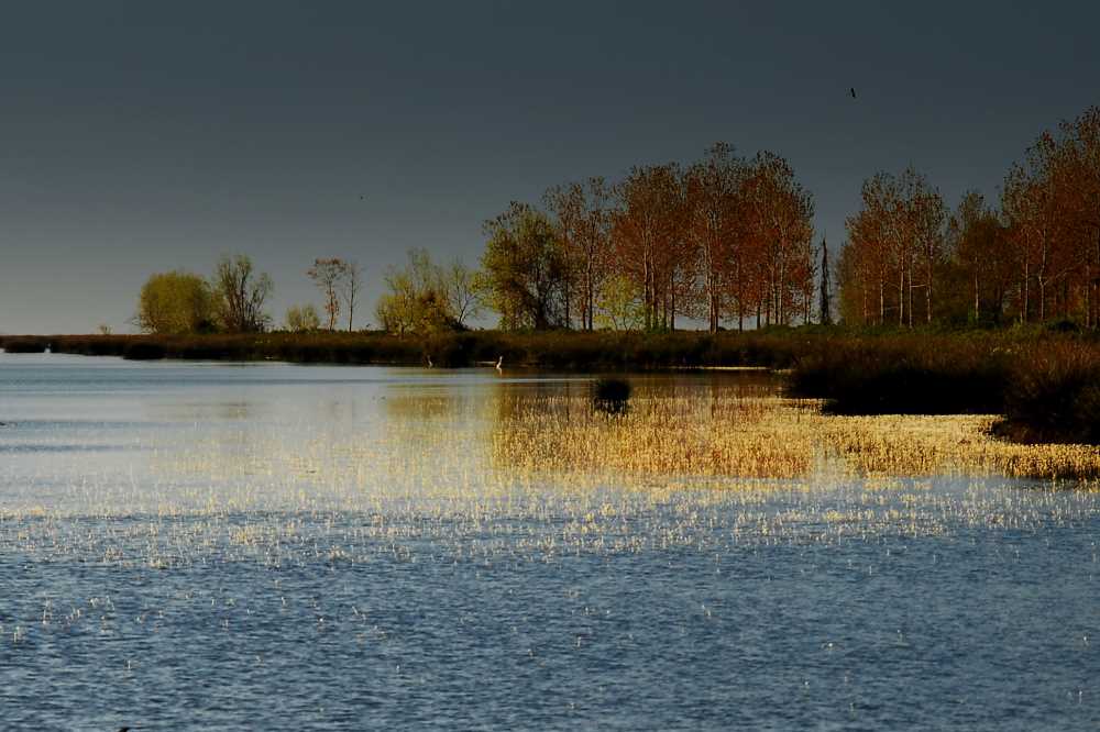 Kızılırmak Deltası Kuş Cenneti - Samsun