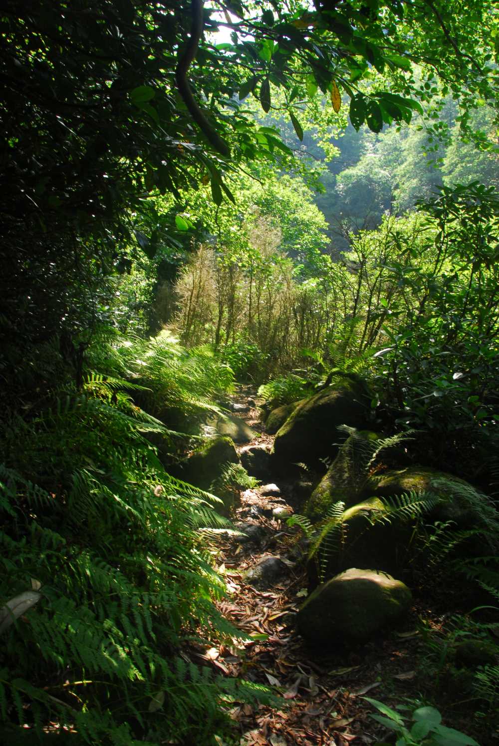 Gürcüdüzü Yaylası - Rize