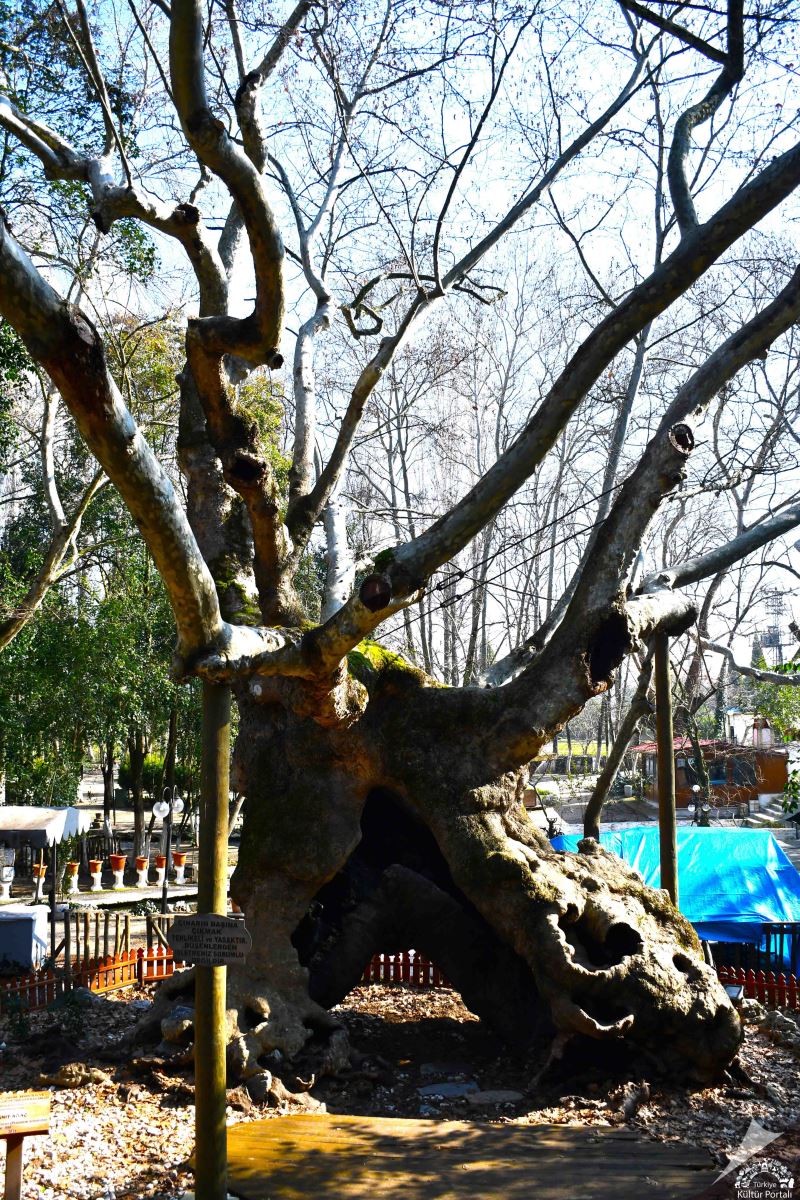 Anıt Ağaç - Muğla