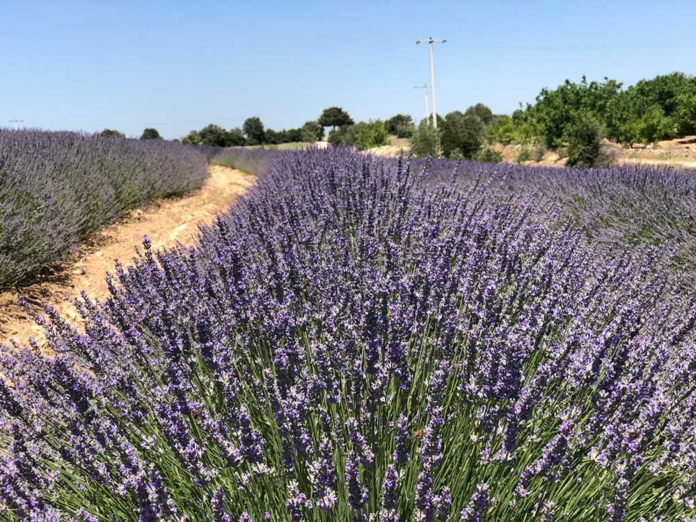 Denizli Gözler Kekik-Lavanta-Adaçayı Bahçeleri - Denizli