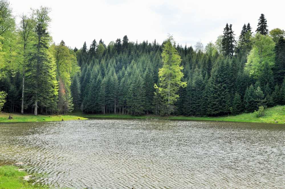 Torkul Göleti - Düzce