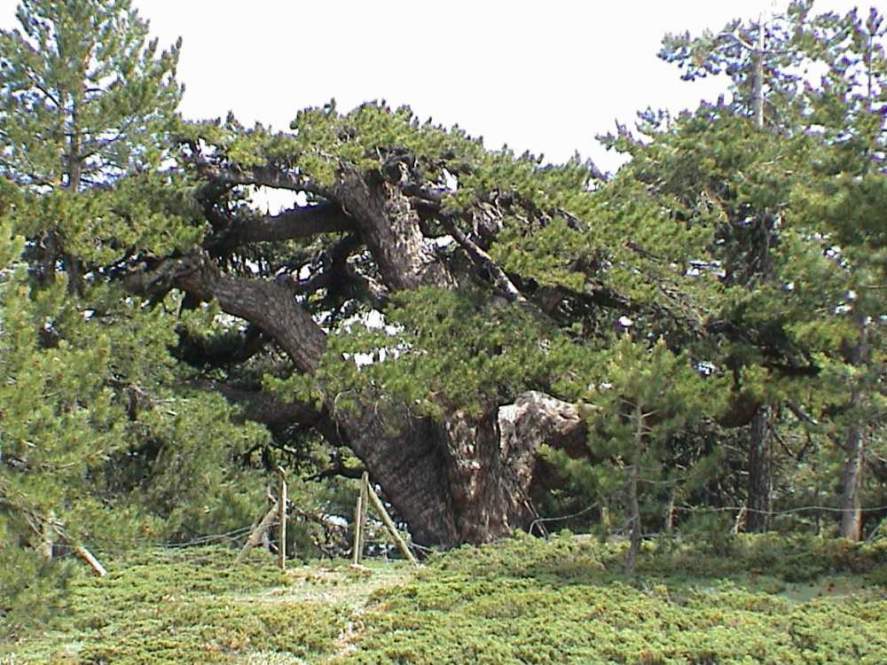 Tepedelen Çamı - Uşak