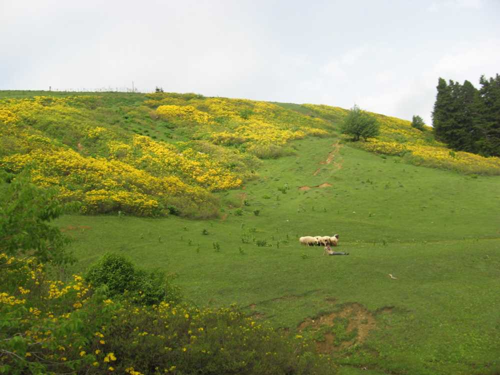 Kulakkaya Yaylası - Giresun