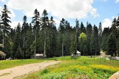 Çiçekli Yaylası - Düzce