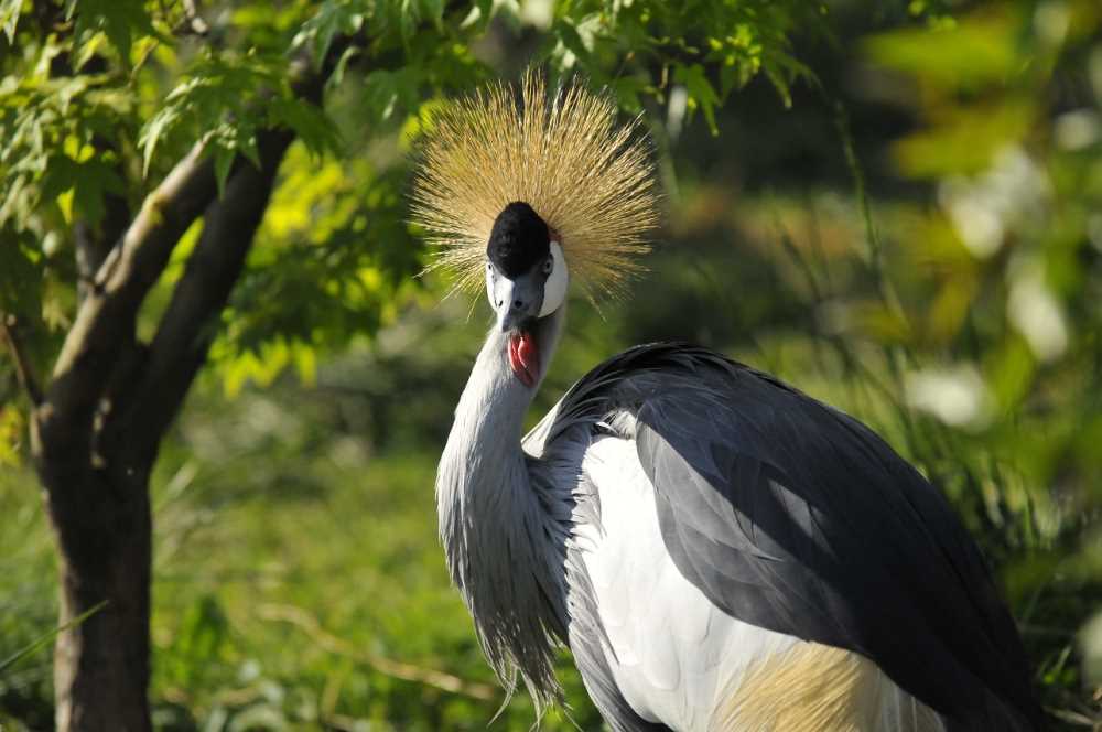 Darıca Faruk Yalçın Hayvanlar Alemi Botanik Bahçesi - Darıca - Kocaeli