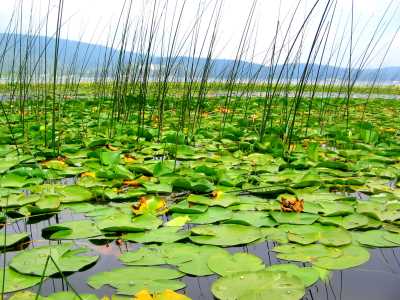 Efteni Gölü - Düzce