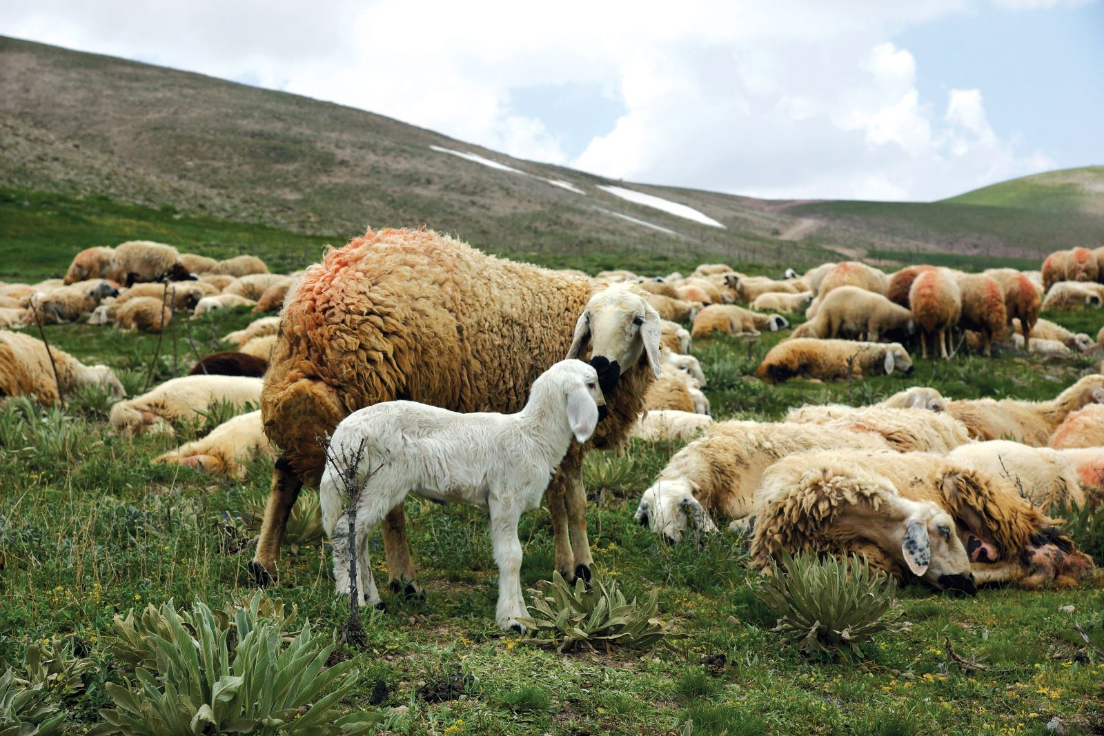 Yama Dağı Yaylası - Malatya