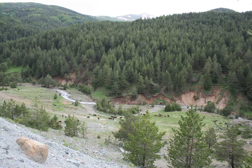 İmranlı Koyunkaya Mesiresi - Sivas