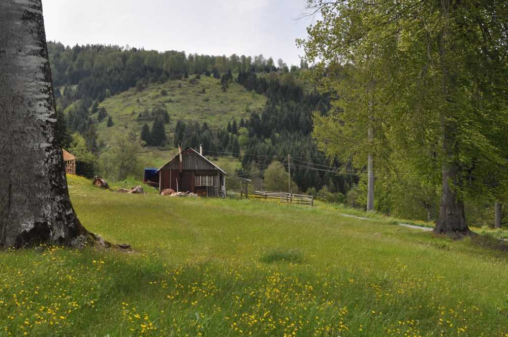 Odayeri Yaylası - Düzce