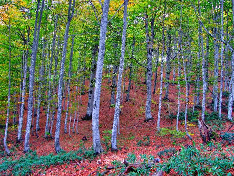 Kirpiyan Yaylası - Sakarya