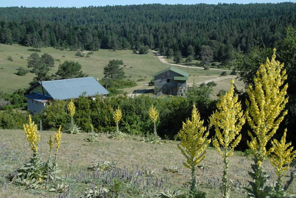 Çiğdem Yaylası - Sakarya