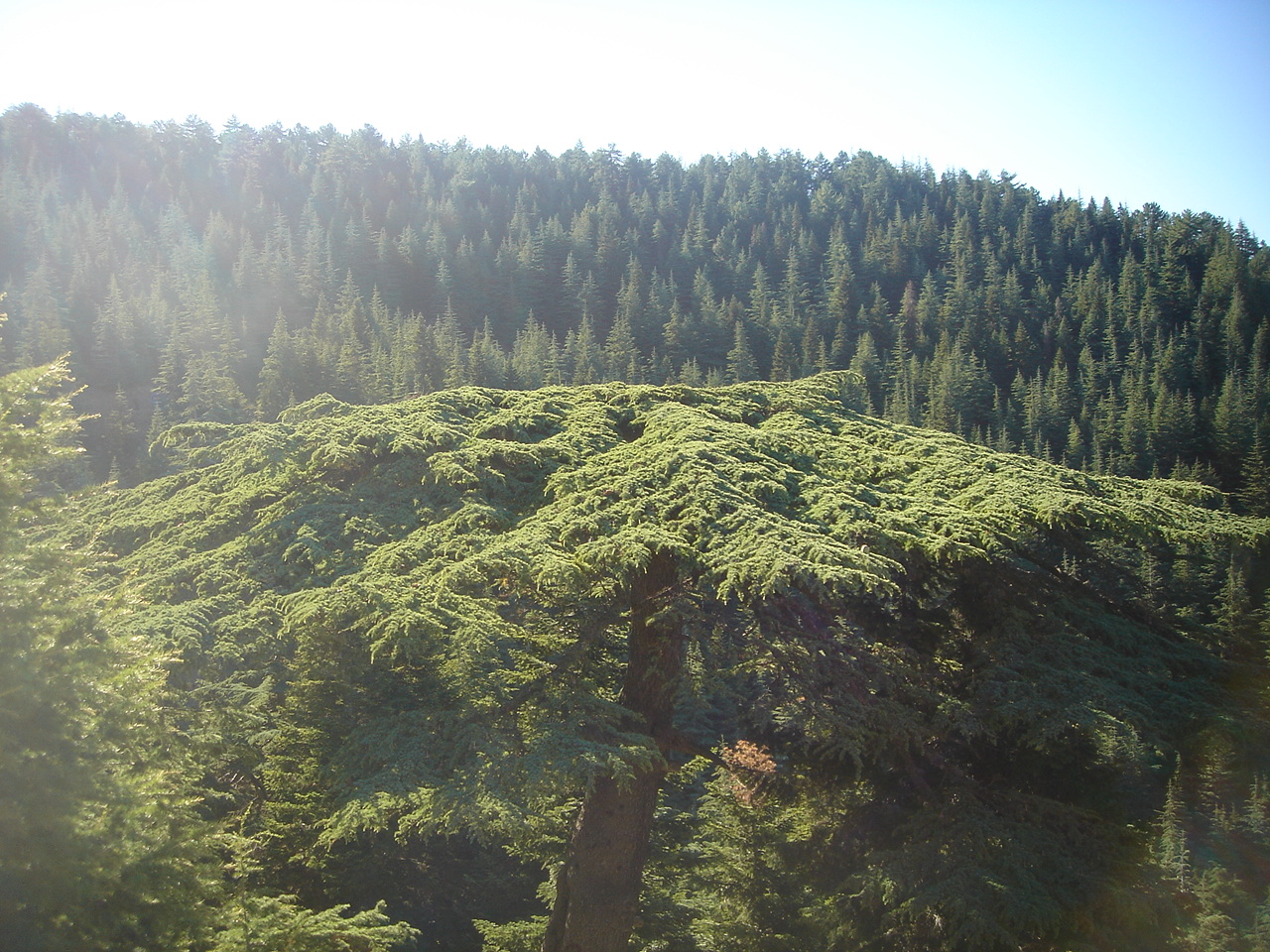 Yavşan Yaylası - Kahramanmaraş