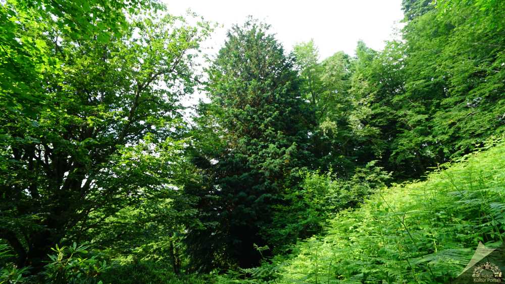 Gümeli Tabiat Alanı - Zonguldak